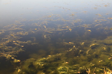 Seaweed in a clear freshwater pond