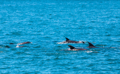 Pod of Dolphins in Bay of Islands, New Zealand