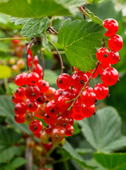 A bunch of ripe red currants close-up on a natural background in the garden.