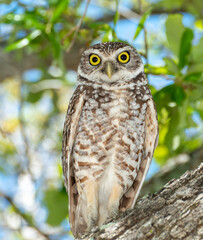 Burrowing owl with yellow eyes perched on a tree