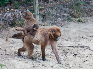 Gelada Baboons family walking