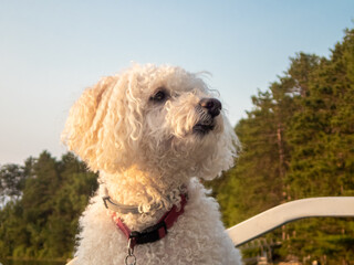 Fluffy Bichon Frise dog outside against the sky