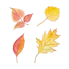 Set of autumn yellow and red tree leaves. Watercolor illustration isolated on white.