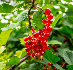 A bunch of ripe red currants close-up on a natural background in the garden. Summer banner