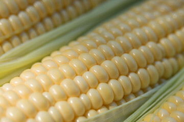 Ripe sweet corn. A popular cereal grain close-up. Texture.