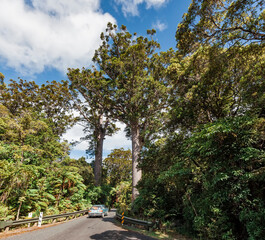 Two ancient Kauri Trees on the roadside