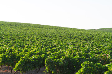Fototapeta na wymiar Mediterranean vineyard landscape. Green leaves and grapes