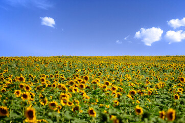sunflower field with blue sky