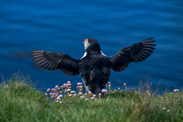 Atlantic puffin photographed in Scotland, in Europe. Picture made in 2019.