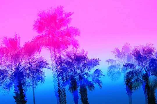 Beautiful photo of colorful palm trees on a Paradise island