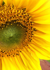 sunflower close