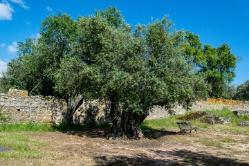 Thousand year old olive tree Evora Portugal 2770r.