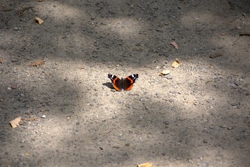 Motyl © Iwona