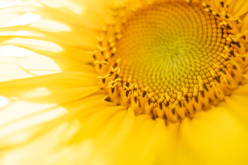 Sunflower detail