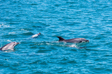 Pod of Dolphins in Bay of Islands, New Zealand