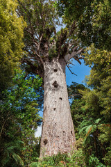 Tane Mahuta, the giant Kauri Tree