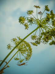 hogweed and spider under blue sky with clouds