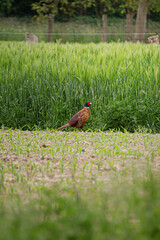 Fototapeta premium pheasant_001