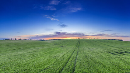 Fototapeta na wymiar Sunset over a green wheat field.