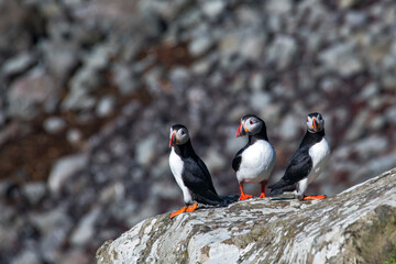 Atlantic puffin photographed in Scotland, in Europe. Picture made in 2019.