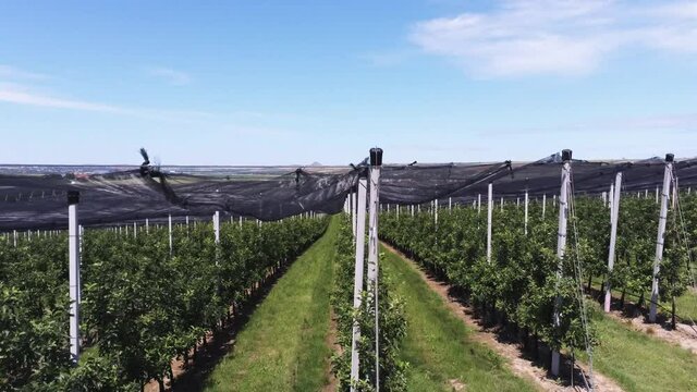 Riesige Obstplantage am S&uuml;&szlig;en See in Sachsen-Anhalt mit Hagelschutznetzen &uuml;berdacht