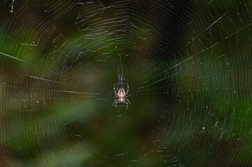 spider with cobwebs in the forest against the background of green trees