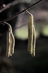 Hazel catkins (Corylus sp.) in Swiss hedgerow, European Alps