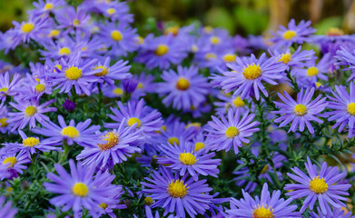 purple autumn flower on a background of green leaves