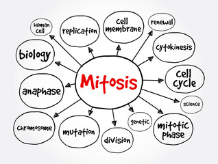 Mitosis mind map, medical concept for presentations and reports