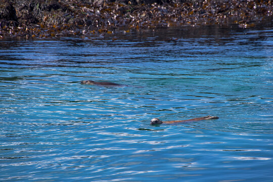 Harbor seal photographed in Scotland, in Europe. Picture made in 2019.