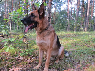 german shepherd portrait