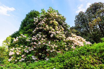 Fototapeta na wymiar Blooming giant rhododendrons.Rhododendron is a genus of 1,024 species of woody plants in the heath family, either evergreen or deciduous, and found mainly in Asia.
