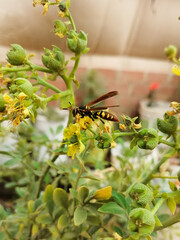 Avispa en la flor de Ruda.