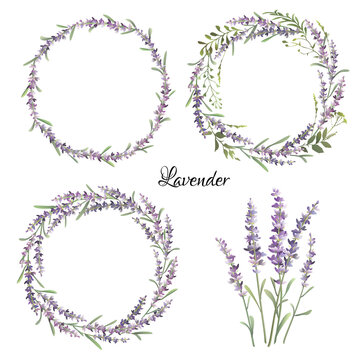 Set of lavender elements. Vector colorful illustration