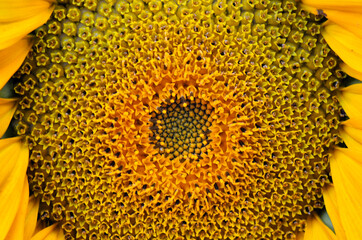 sunflower close