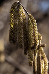 Hazel catkins (Corylus sp.) in Swiss hedgerow, European Alps