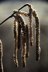 Hazel catkins (Corylus sp.) in Swiss hedgerow, European Alps