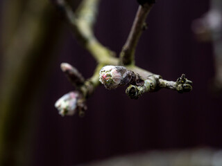 An Apple leaf blooms in early spring from a Bud on a branch. Close-up, the concept of reviving nature in spring