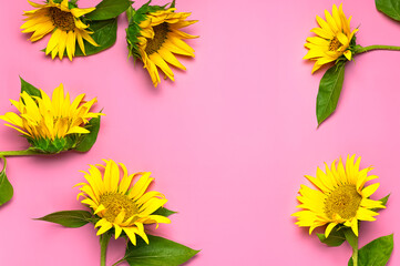 Flat lay Sunflower natural background. Beautiful fresh yellow sunflower with green leaves on pink background top view copy space. Flower card, wallpaper. Harvest time, agriculture, farming