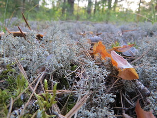 ants in the forest