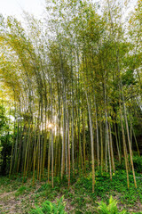 Fototapeta na wymiar Bamboo grove in the rays of the setting sun
