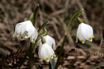 Leucojum vernum; spring snowflakes flowering in Spring cottage garden, Swiss village of Berschis