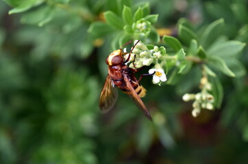 Schwebfliege auf einer weißen Blüte