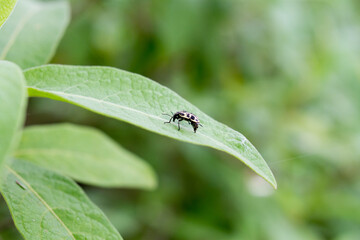 A close up of a flower with an insect