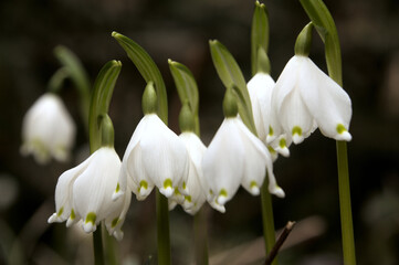 Leucojum vernum; spring snowflakes flowering in Spring cottage garden, Swiss village of Berschis