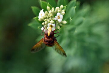 Schwebfliege auf einer weißen Blüte