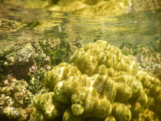 Corals and reefs at Boipeba, Bahia, Brazil