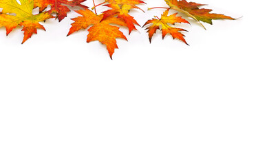 Fototapeta na wymiar Beautiful autumnal maple leaves on white background with space for text