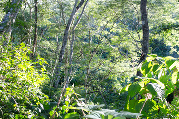 A close up of a lush green forest