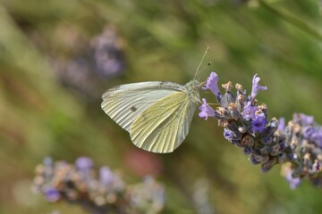 Motyl, bielinek kapustnik na gałązce lawendy